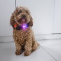 PETIGIO LED ΚΟΛΑΡΟ ΣΚΥΛΟΥ MΕDIUM 41–50 CM